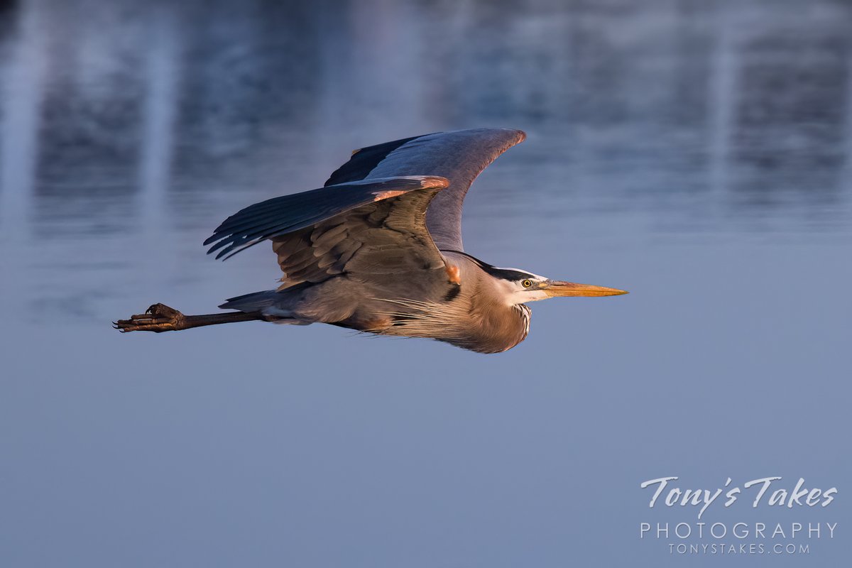 Great blue heron flyby by dawn’s early light. Just a pretty picture of this pterodactyl-like bird flying by on one recent morning. I absolutely loved the light and the soft background of the pond behind it. #birding #heron #greatblueheron #Colorado #wildlife #widlifephotography