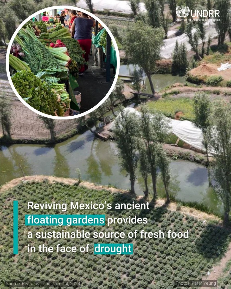Crops are thriving in Mexico City's chinampas – 'floating gardens' – even in the face of drought. Discover how a 1,000-year-old tradition contributes to one of the most productive agricultural systems in the world ➡️ ow.ly/uslK50RH6jF #NatureBasedSolutions
