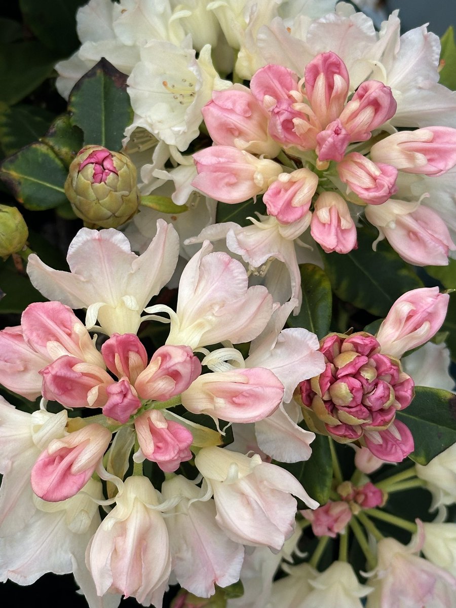 Still budding… #Rhododendron #buds 🌸🌸🌸