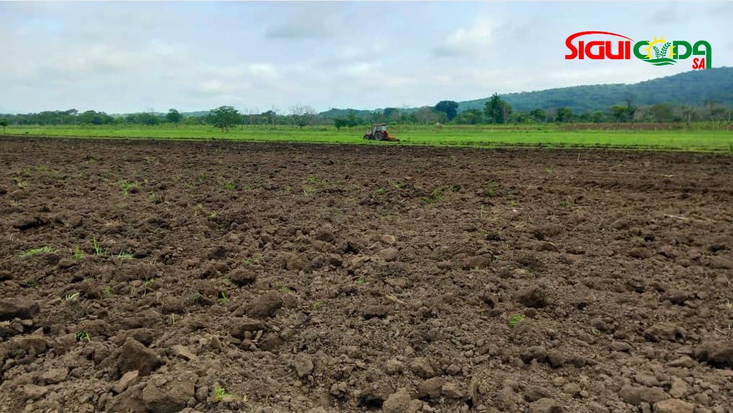 siguicoda's tweet image. 🌾 𝐂𝐚𝐦𝐩𝐚𝐠𝐧𝐞 𝐝𝐞 𝐋𝐚𝐛𝐨𝐮𝐫 𝟐𝟎𝟐𝟒 
       
𝐏𝐚𝐫𝐭𝐚𝐠𝐞 𝐝𝐞 𝐬𝐮𝐜𝐜𝐞̀𝐬 𝐝𝐞 𝐧𝐨𝐭𝐫𝐞 𝐞́𝐪𝐮𝐢𝐩𝐞 𝐚̀ 𝐁𝐞𝐲𝐥𝐚, 𝐒𝐢𝐧𝐤𝐨

Fière de notre chef de centre et son équipe pour leur dévouement continu envers notre communauté agricole locale.
#Labour