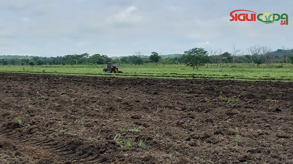 siguicoda's tweet image. 🌾 𝐂𝐚𝐦𝐩𝐚𝐠𝐧𝐞 𝐝𝐞 𝐋𝐚𝐛𝐨𝐮𝐫 𝟐𝟎𝟐𝟒 
       
𝐏𝐚𝐫𝐭𝐚𝐠𝐞 𝐝𝐞 𝐬𝐮𝐜𝐜𝐞̀𝐬 𝐝𝐞 𝐧𝐨𝐭𝐫𝐞 𝐞́𝐪𝐮𝐢𝐩𝐞 𝐚̀ 𝐁𝐞𝐲𝐥𝐚, 𝐒𝐢𝐧𝐤𝐨

Fière de notre chef de centre et son équipe pour leur dévouement continu envers notre communauté agricole locale.
#Labour