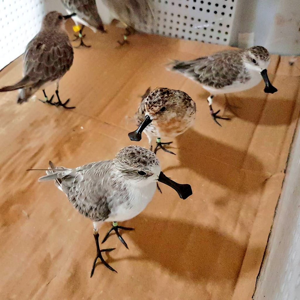 Amazingly, almost 1% of the entire population of spoon-billed sandpipers are pictured here. We're working to protect the future of 'spoonies' - there are fewer than 800 of these birds left worldwide! #WorldEndangeredSpeciesDay