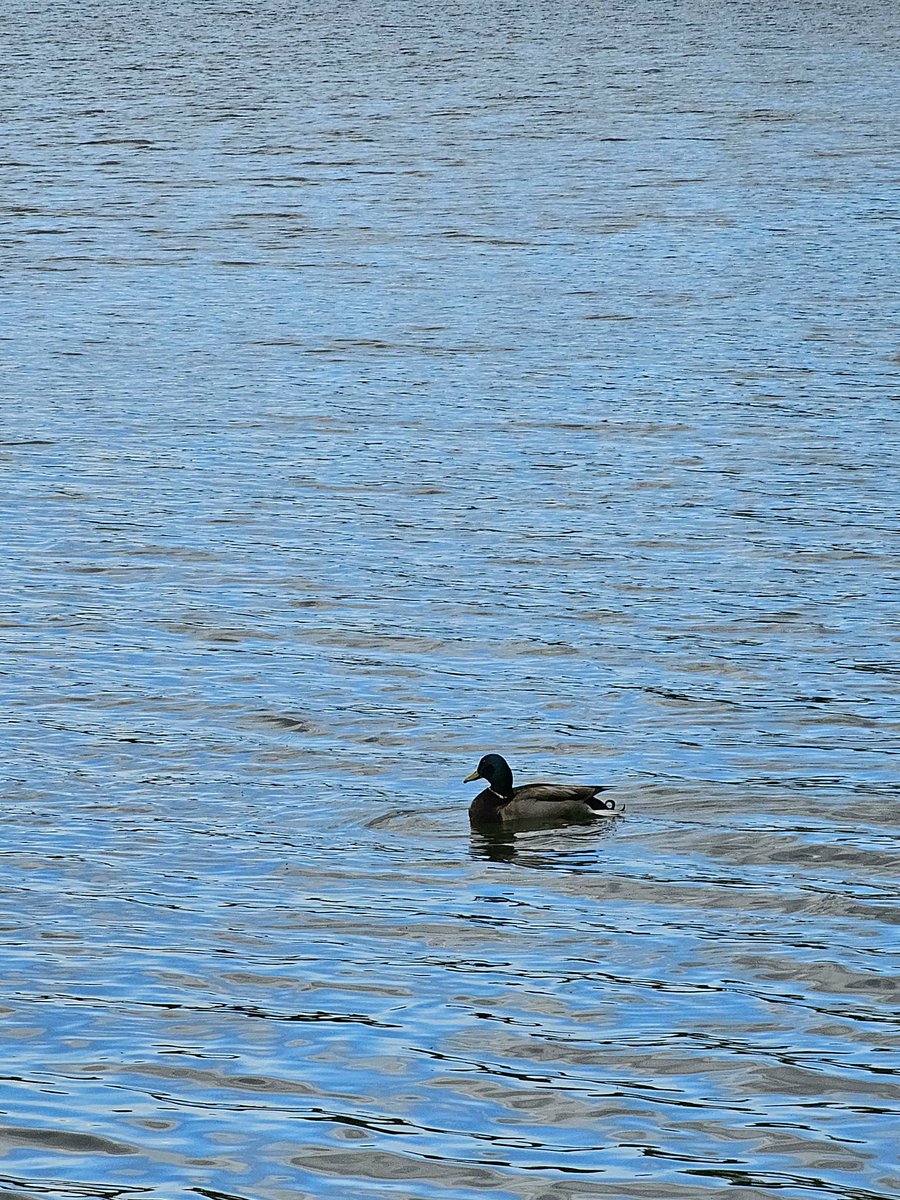 Hello #duck #lake #lakeside 🦆🌊🌬🧜🏽‍♀️