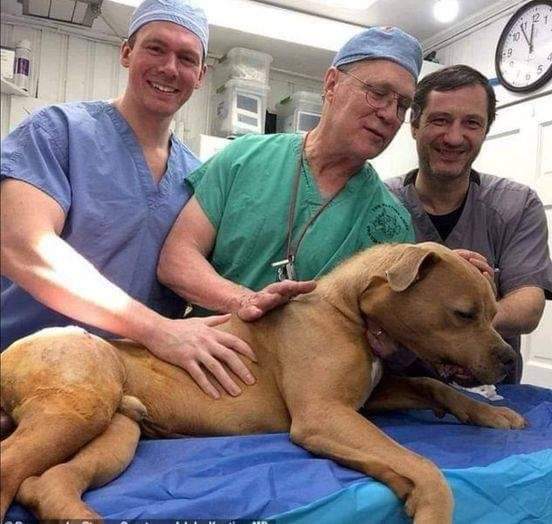 C'est en Espagne❤️❤️
Ce monsieur est un chirurgien retraité qui n'hésite pas à opérer des chiens errants blessés, accidentés ou malades, il le fait totalement gratuitement. Voici un exemple de grande personne et surtout d'humanité. 🐶🐾🕊️💞