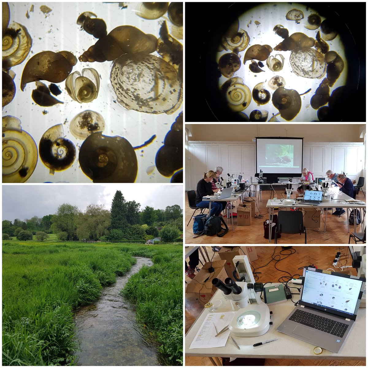News for fans of  #WatercressAndWinterbournes
We are beavering away on our @WildFishCons #SmartRivers samples😅 Here are some volunteers, limpets, pea mussels and snails. 
Wonderful chalkstreams😍💚
Made possible by @HeritageFundUK 
@HantsIWWildlife 
#rivers