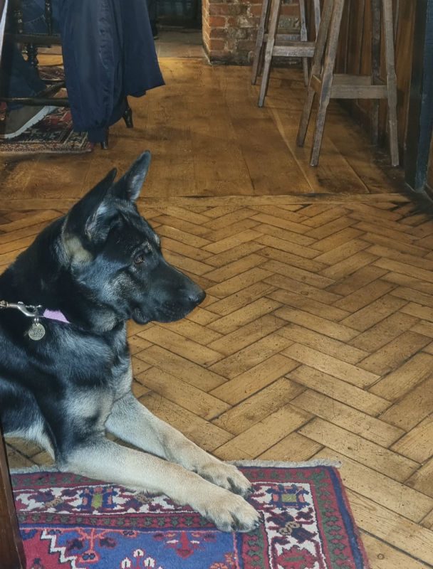 Dottie is 2yrs old and her confidence has soared with the help of her #foster home, Dottie can live with older kids, other #dogs and dog savvy cats #germanshepherd #Hampshire gsrelite.co.uk/dottie/