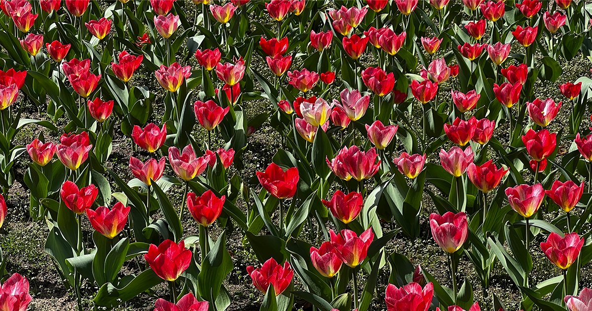 #Niagara Photo of the Week: A field of red blooming tulips brightened the park at the Niagara Parks Floral Showhouse. Thanks for sharing Bobbie Johnston, Niagara Falls.