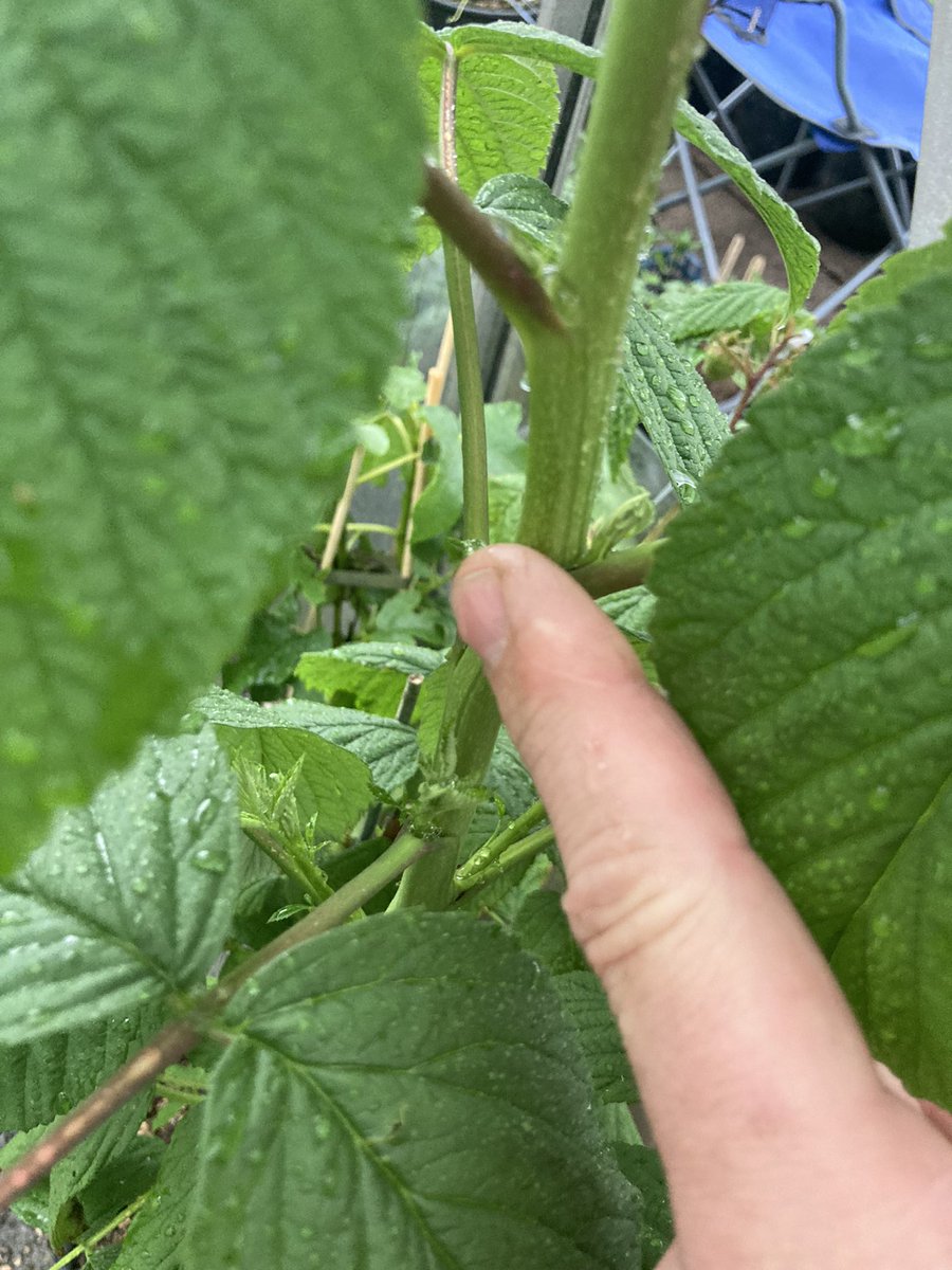 Glen Mor Raspberry, going to be sizeable berries when ripe , nice clean leaves with sturdy thornless canes , more like October than may in Cheshire , cold ,wet, windy and dark