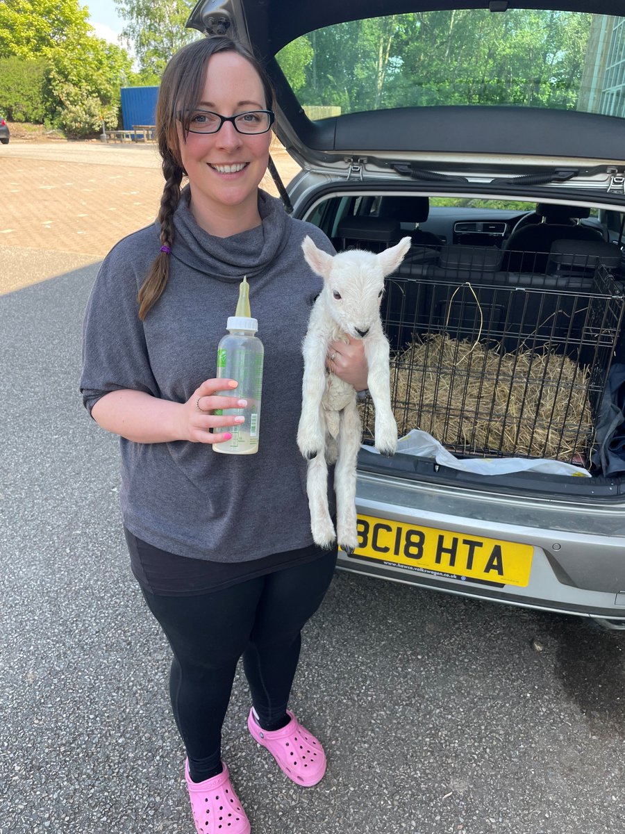 What music do sheep like? Lady Baa Baa & Ed Shearan? Our music students found out yesterday when their lecturer (and crofter) Kara had an extra student........ a wee pet lamb who needed some extra care and came to visit our Alness campus for the day. #ThinkUHI #UHINWH