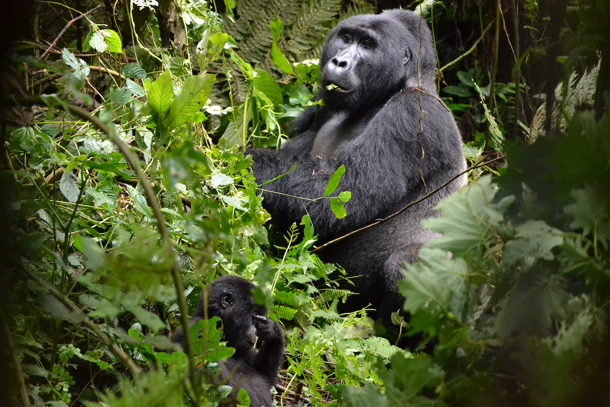 O Bom, o Mau e o Vilão do Ecoturismo: O frágil sucesso do turismo de gorilas e a vulnerabilidade desta espécie, pela primatóloga Raquel Costa. wilder.pt/?p=67163