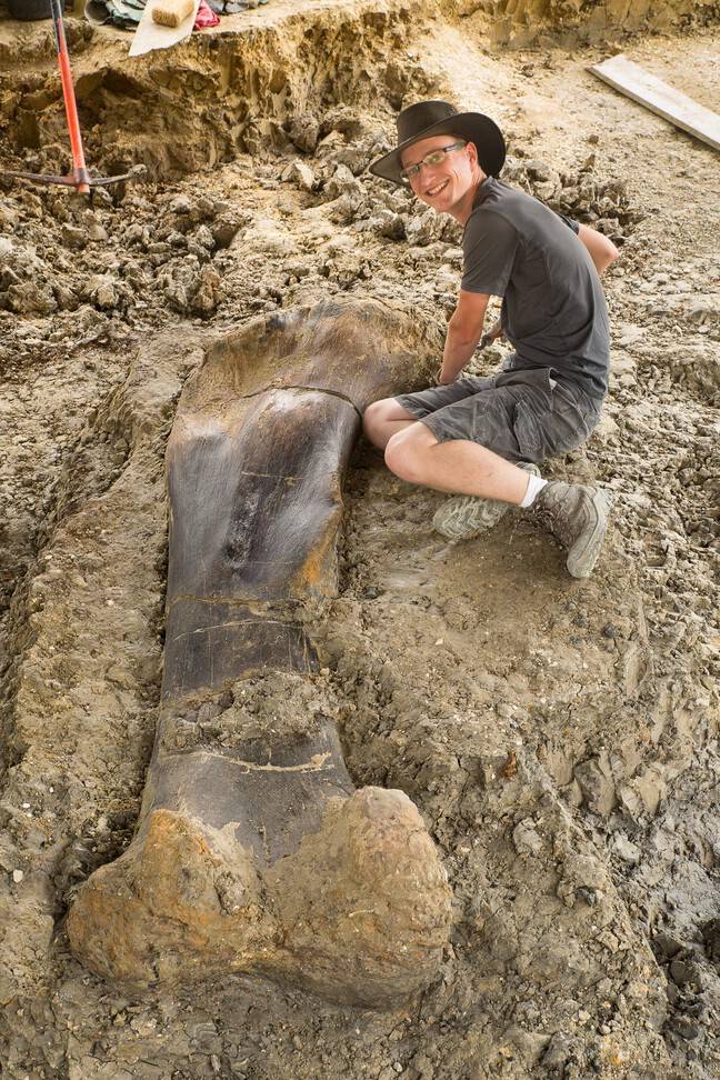 Un fémur de sauropode de 500 kg, vieux de 140 millions d'années, découvert en 2019 sur le site d'Angeac-Charente, en France.

Crédits : Loïc Bocat

#Fossil #fossile #paléontologie #Palaeontology #animaux #nature #dinosaurs #dinosaures #dino