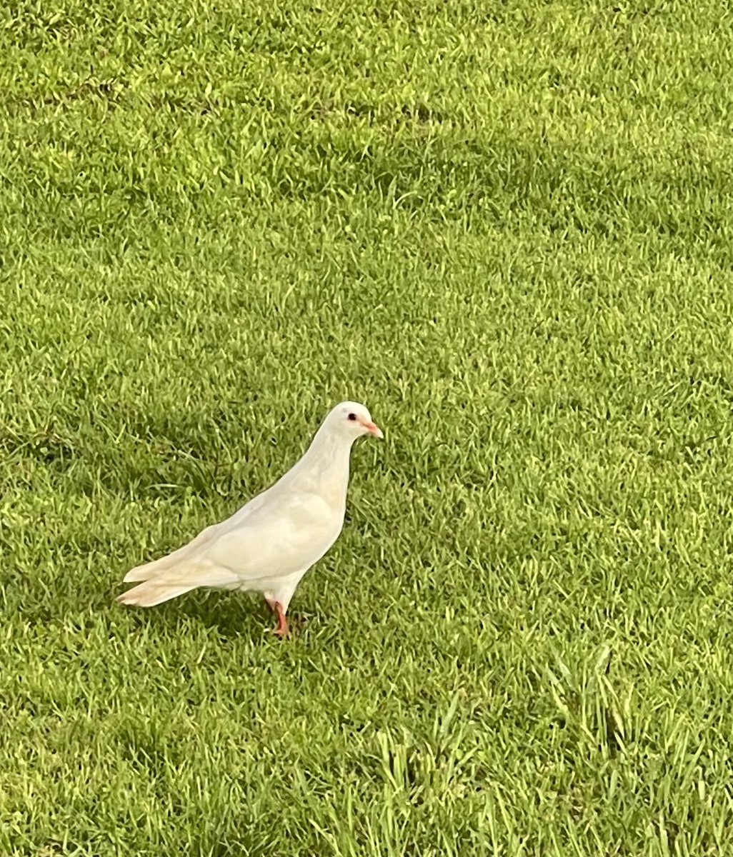 Beautiful white pigeons today. #wildbirds #mymorning🏃‍♀️‍➡️#lovelyday #therapytime #nature #happy