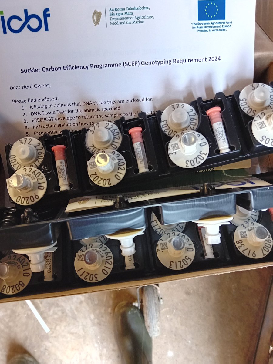 jackosham's tweet image. Cattle inside for 7 months and now they decide to send us DNA tags when they are all out. Shur we've nothing else to be doing but round them up, put them in again and tag them. No common sense.