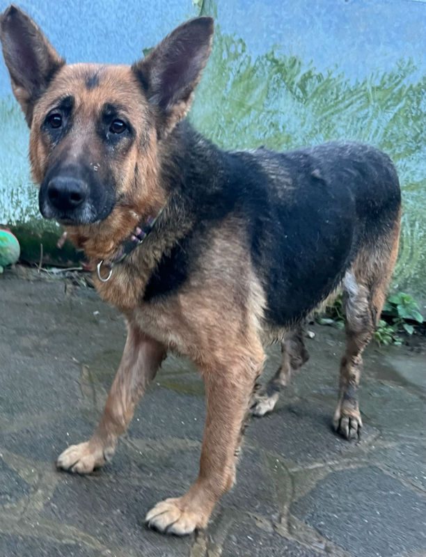 Willow is 4yrs old and this poor girl has been used for breeding, Willow can live with older kids and would benefit from living with an older dog for confidence and guidance #dogs #germanshepherd #Essex gsrelite.co.uk/willow-12/