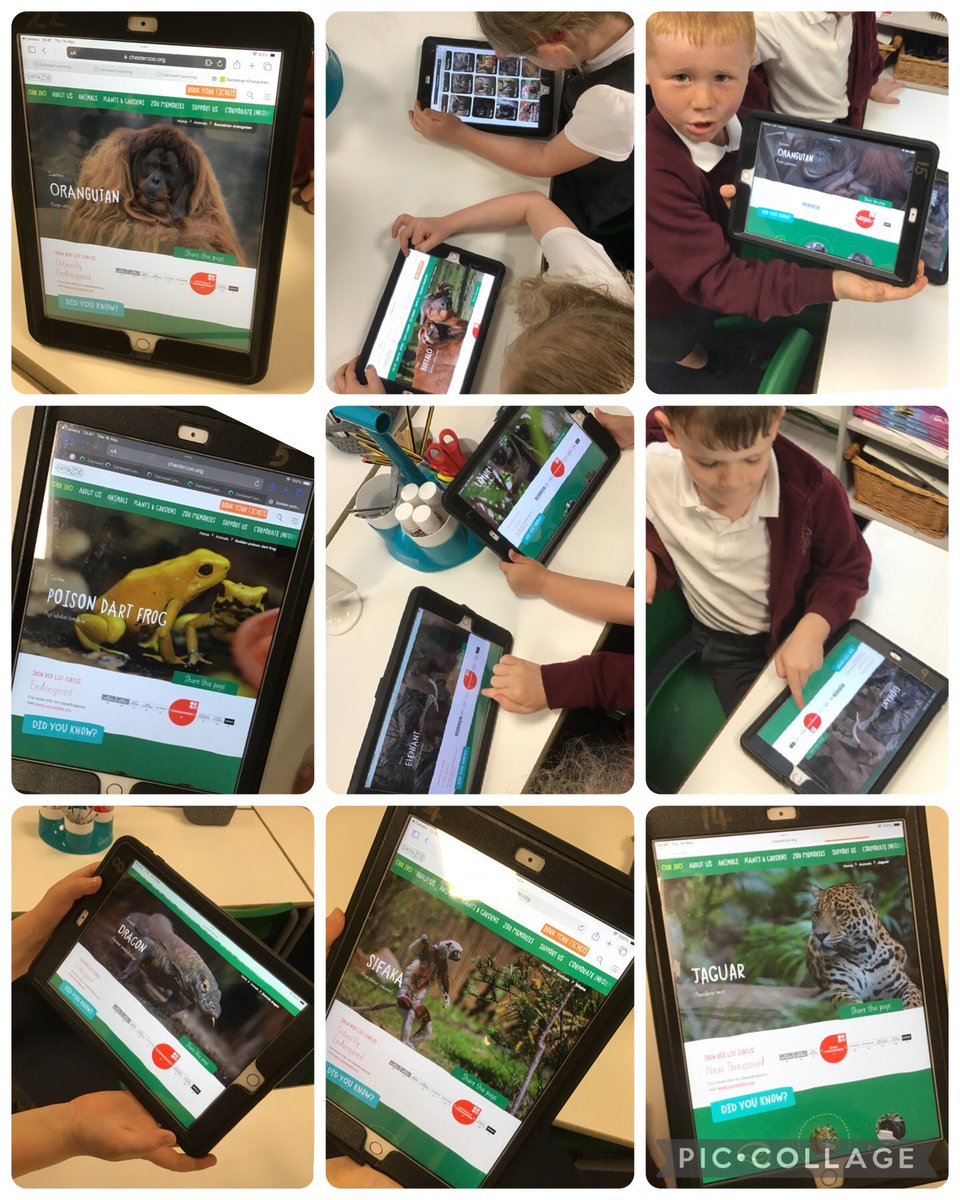 We spent our afternoon researching and exploring animals that are cared for in Chester Zoo. We could not believe how many of these animals are endangered! 😱 #MoorsidePA #MoorsidePAGeography #MoorsidePAComputing