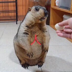 人ってなってるところ

#マーモットのここが好き #マーモット
#marmot #皆さんはマーモットのどこが好きですか