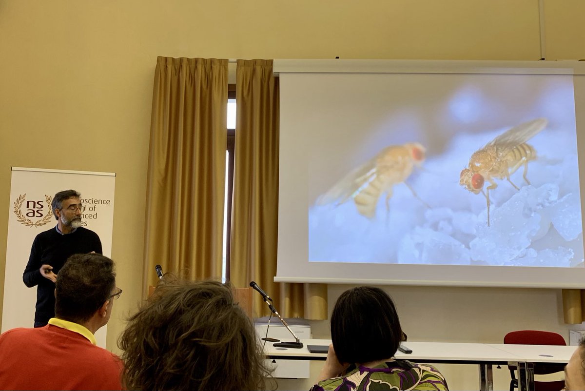 Prof Ribeiro captivating the audience as he explains the neuronal basis of nutrition using integrative approaches in the fruit-fly #NSASMicrobiota2024 #microbiota #gutbrainaxis #venice