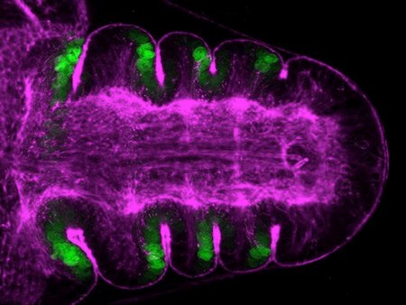 .@CSIC Descubren los mecanismos celulares que dirigen el plegamiento de los epitelios mediante los que se forman los órganos biotech-spain.com/es/articles/de…