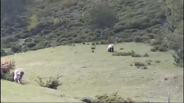 Un pastor i els gossos espanten un os bru a la Vall Ferrera per protegir les seves eugues ccma.cat/324/un-pastor-…