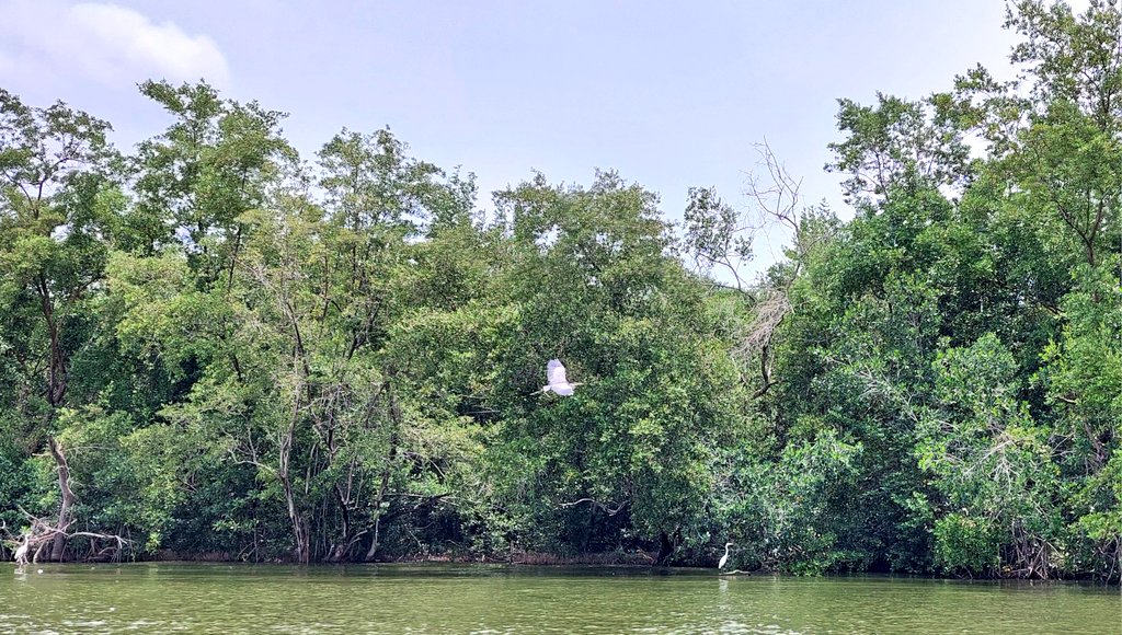 La próxima vez que se encuentren en Barranquilla o Santa Marta, les recomiendo pasar un día en Buena Vista o Nueva Venecia y descubrir la belleza y la cultura de los corregimientos palafitos de la Ciénaga Grande.