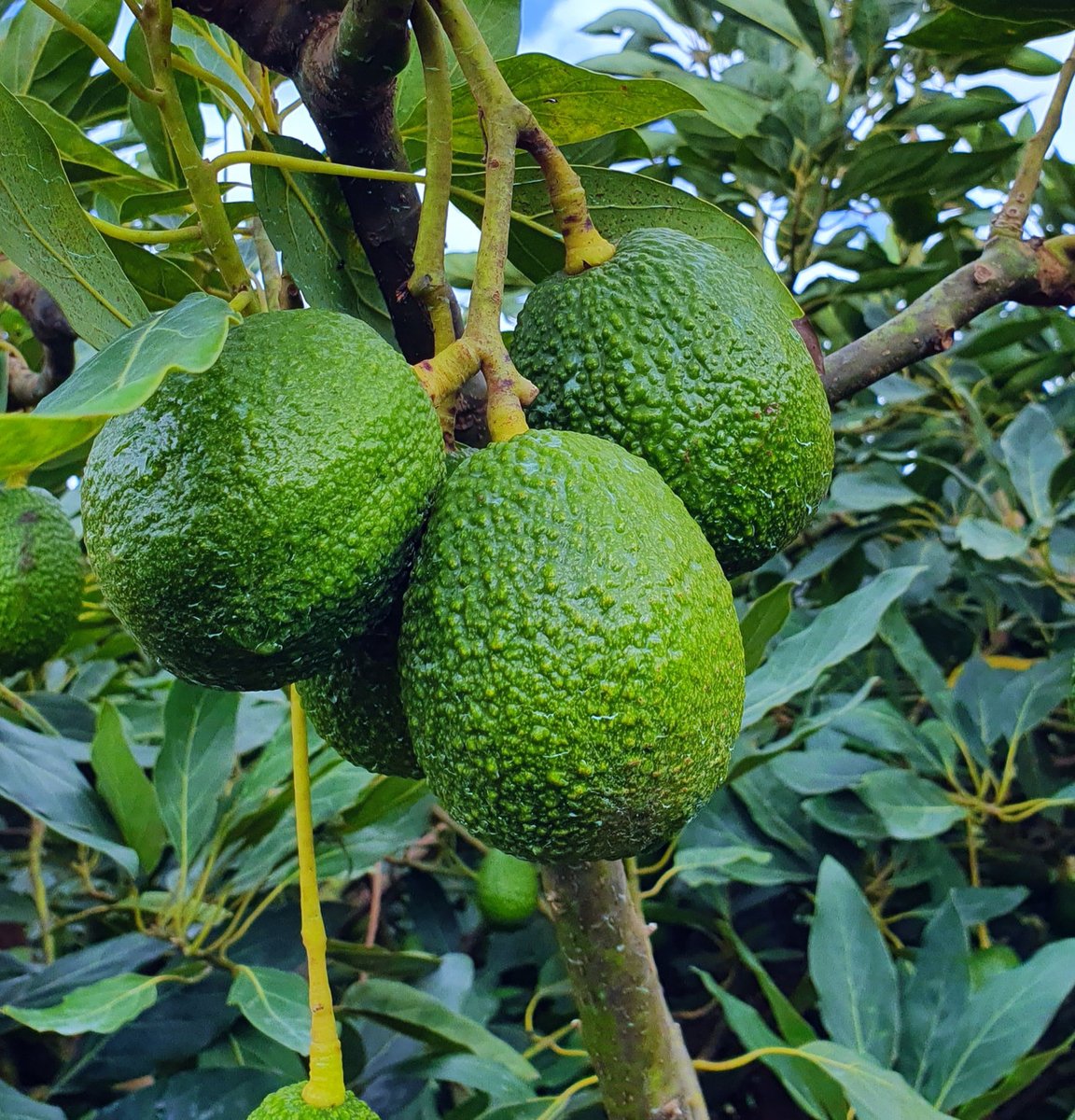 Today: The Chief Operations Officer @sanurujeni chaired a pivotal meeting with stakeholders in the #Avocado Export Value Chain. The focus was on sharing insights into the current status of avocado production, challenges and strategizing for the continued development of ...