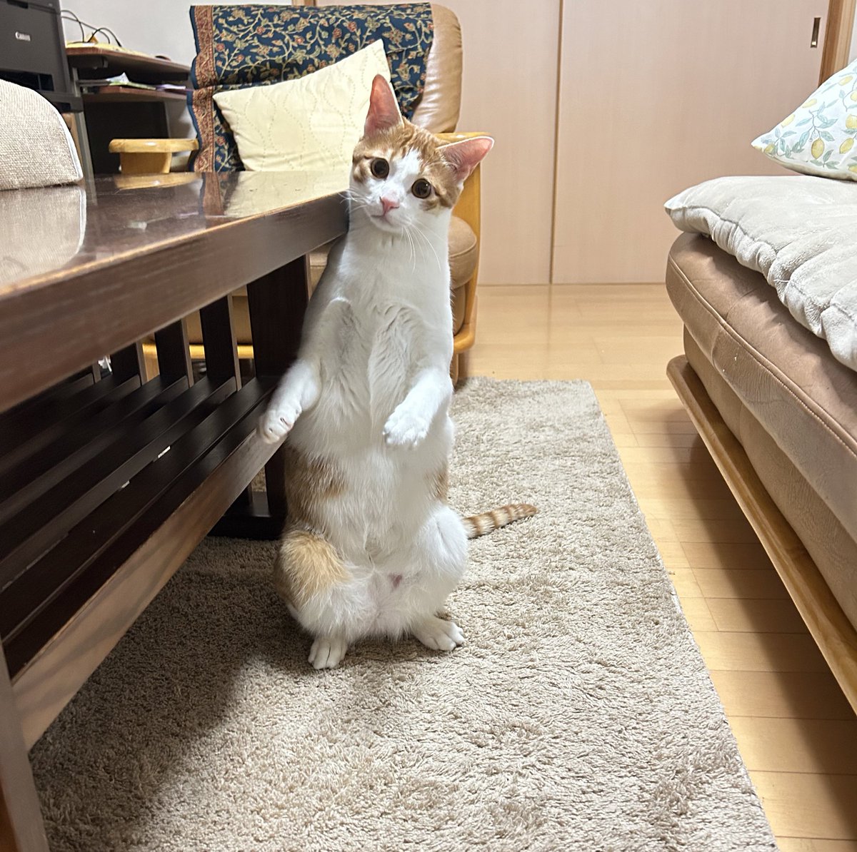 猫の恩返しに出演してました？