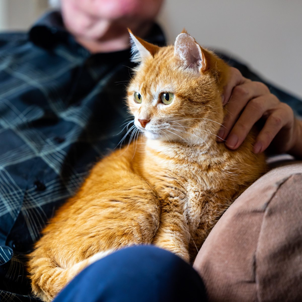Has your cat gone missing, and you’ve been reunited thanks to their microchip? We’re looking for stories! If they were found miles away or reunited after years and you’re happy to share your story, please email our Media team: media.office@cats.org.uk.