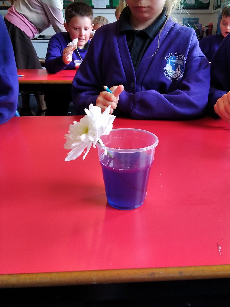 This morning in science, Year 3 carried out an experiment to observe what would happen when we placed a chrysanthemum plant in water with food colouring added. We predicted that the flower would turn the same colour as the food colouring we used. @QuayPrincipal @QuayVP