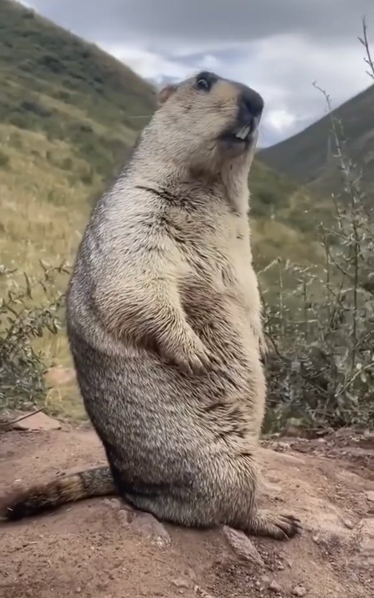 何と言っても、この白目！
 #マーモットのここが好き