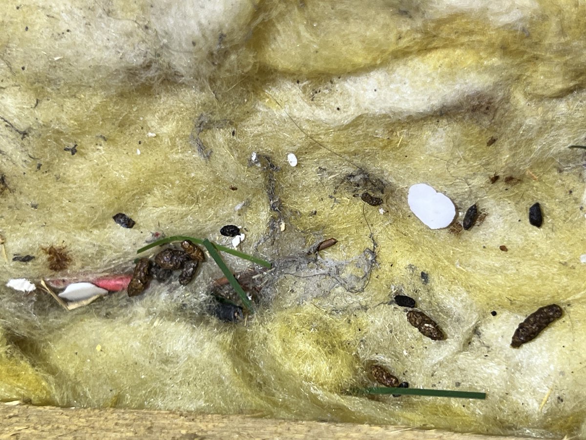 Spotted these poor drowned friends recently on a Home Buyer Survey in Hornsea.  If you have cold water storage tanks, please ensure tightly fitted covers to avoid bathing/showering in a rodent marinade. Nobody wants Weil's Disease!  #surveyors #RICS #rpsa #eastyorkshire #hornsea