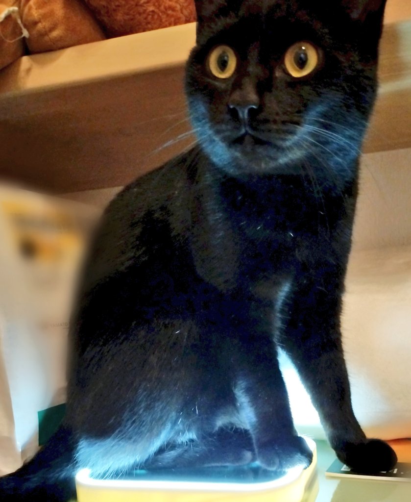 召喚されたっぽい黒猫