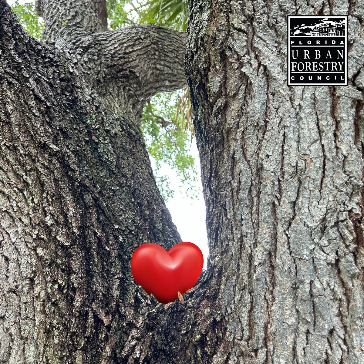 May 16 is National #LoveATreeDay. For tree facts, informational downloads, and a list of 20 tree benefits (reasons to love a tree), visit our website at fufc.org/tree-facts/

What's YOUR reason for loving ❤ trees?

#UrbanForestry #FloridaTrees #TreeBenefits