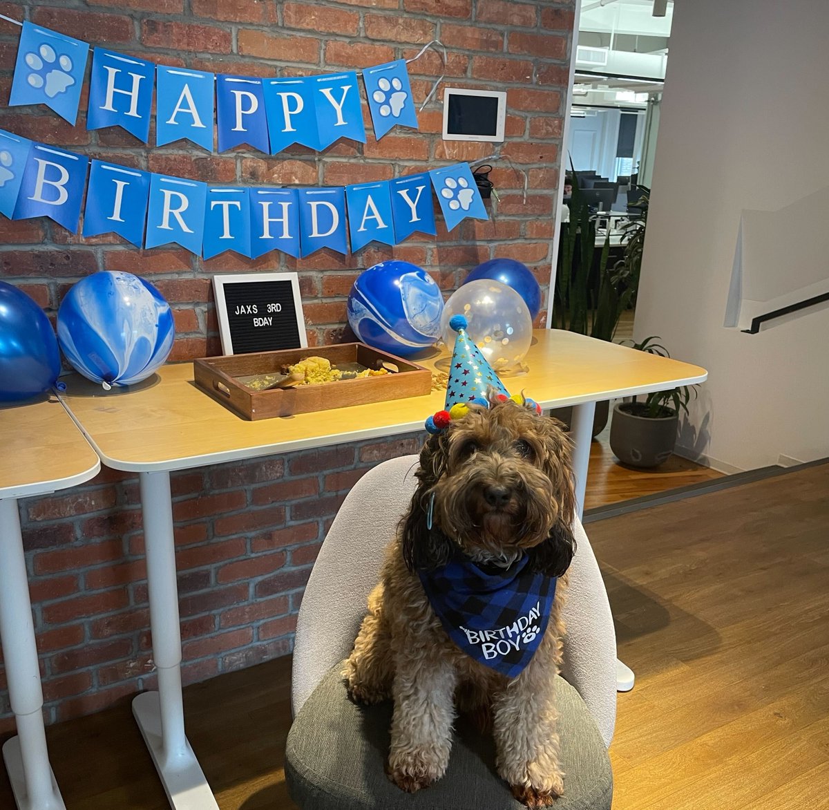 To mark International Pet Month we wish a very happy 3rd birthday to Jax—an extremely good boy and outstanding contributor to the New York office.  #InternationalPetMonth