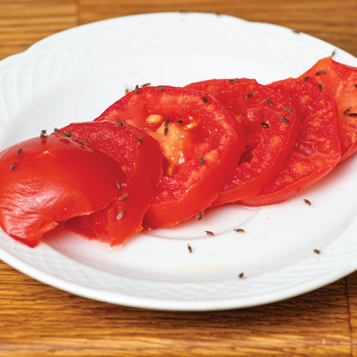 JTEatonCompany's tweet image. When indoors, fruit flies lay eggs near the surface of ripe fruits and vegetables, slimy areas like drain slime or sour mops, or anywhere there is decaying organic material.

#FruitFlyControl #FruitFlySolution #PestControl