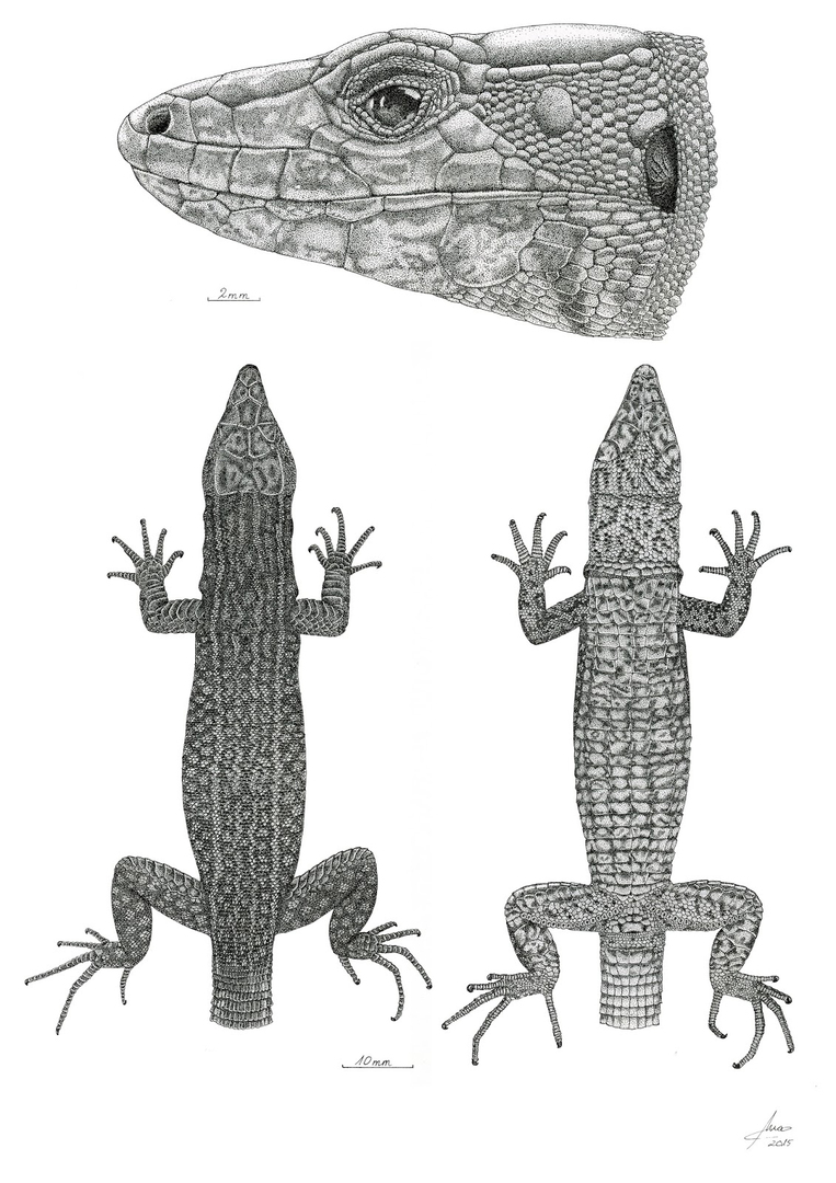 Podarcis pityusensis, Ana Pérez Cembranos #reptiles #illustraciencia ift.tt/FbXaSjd