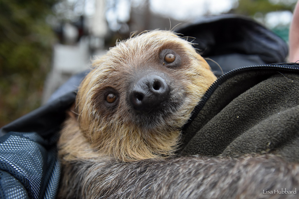 Juno the baby sloth has moved up to the Discovery Forest. Stop by and say hi to him on your next visit!