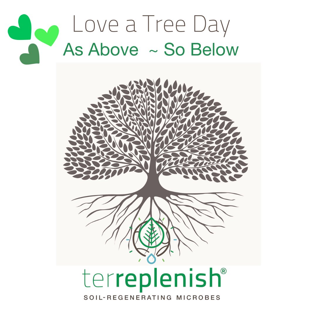 Love your tree today 💚#Terreplenish #LoveATreeDay