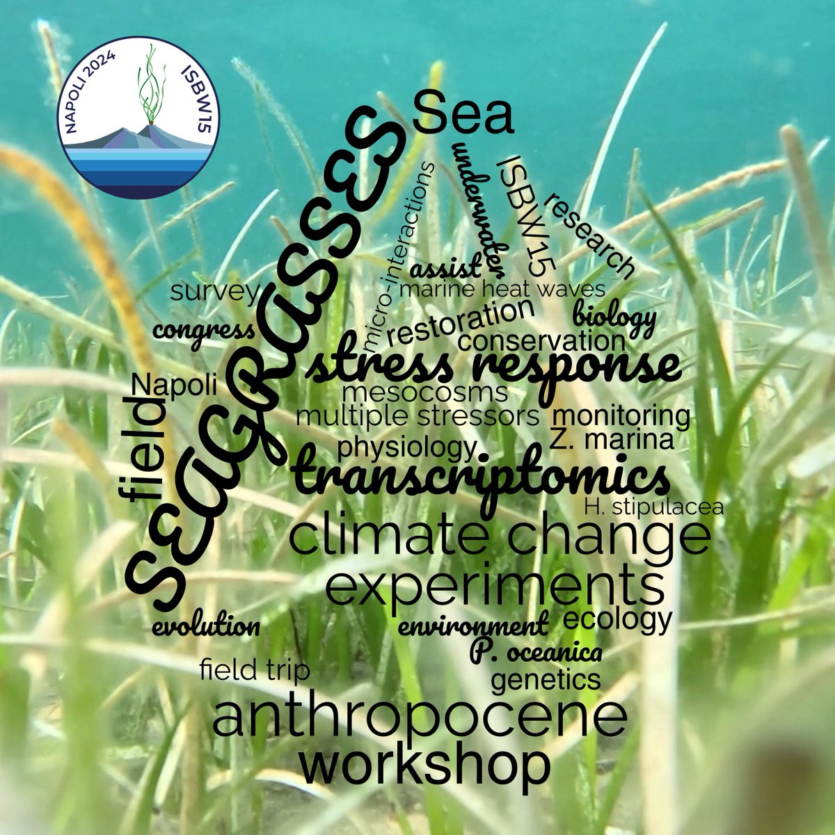 ISBW15_WSC24's tweet image. 🚀 It’s official—The countdown has begun! Just one month until the Conference!  Get ready! 🎉#ConferenceCountdown #OneMonthToGo #isbw15