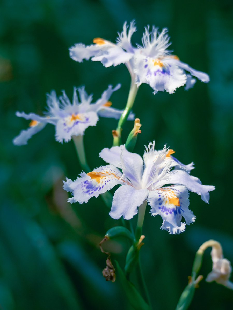 木陰に舞う

#胡蝶花
#アヤメ
#シャガ
#浜離宮恩賜庭園
#TLを花でいっぱいにしよう
#春
#flower
#nature
#Photography
#OM写真投稿
#写真好きな人と繋がりたい
#ファインダー越しの私の世界 
#キリトリセカイ 
#写真で伝えたい私の世界