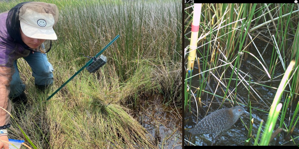 ECUNewsServices's tweet photo. Bailey Kephart, an @EastCarolina graduate student, has been featured by the NC Wildlife Federation for her research on the elusive black rail.
https://t.co/IFNOKAs9xJ https://t.co/hEWqOUSpS2