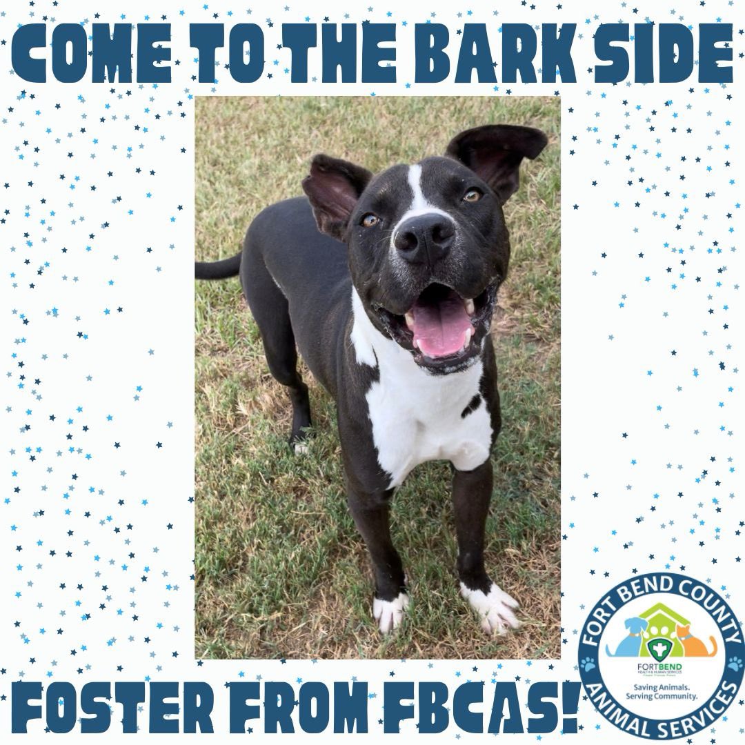 Come to the BARK side - foster from FBCAS! We'll make sure you have a PAWsitively great time, all while helping save a life. (281) 342-1512 AnimalServices_Fostering@FortBendCountyTx.Gov