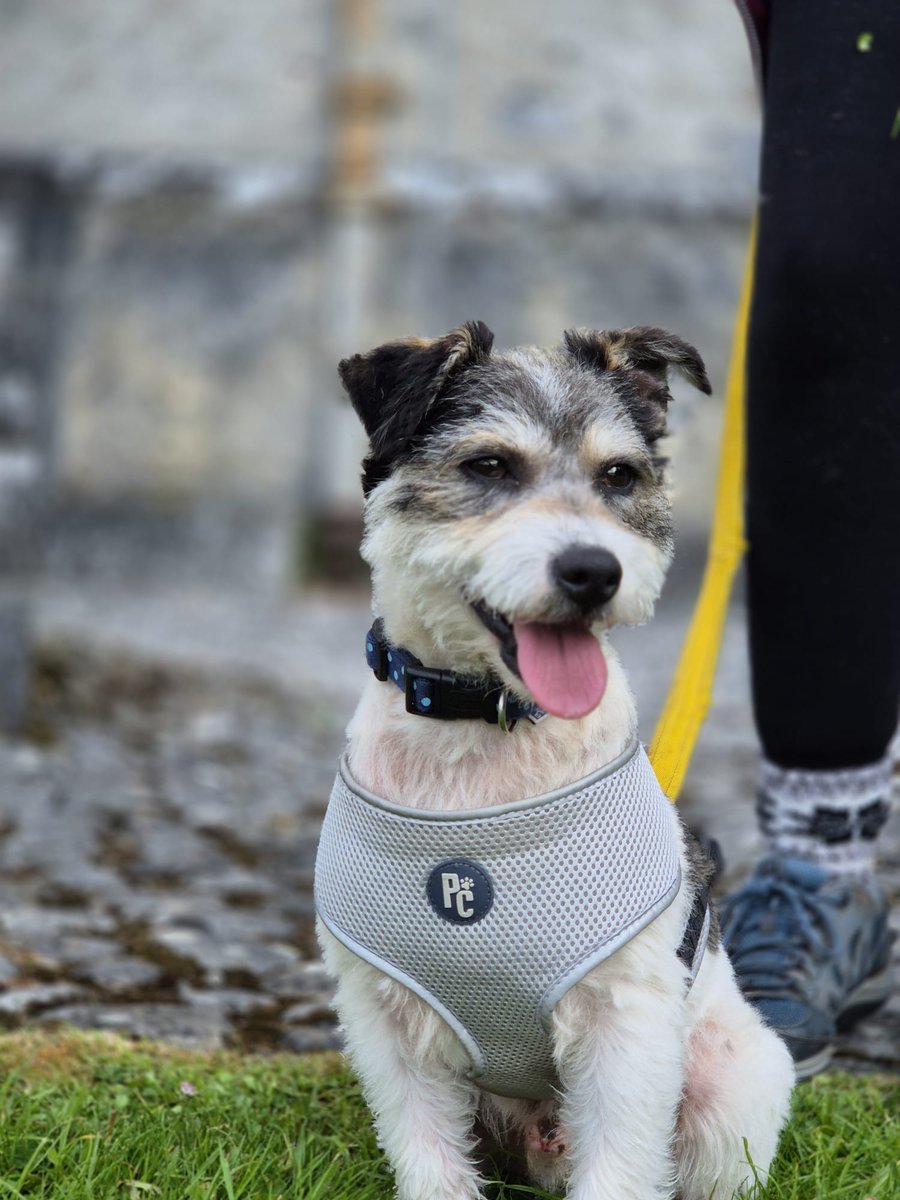 Dibble is sweet, loving, playful, walks great on a lead/harness, is housetrained, travels well in the car and loves getting out and about on walks. He is a little bundle of energy and affectionate with not a bad bone in his body. To find out more:- gspca.ie/rehoming/dibble