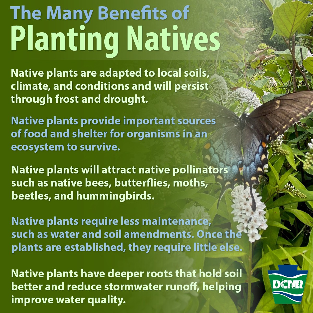 Happy #PaNativeSpeciesDay! Native plants create beautiful landscapes that provide our native wildlife with the diverse habitat and food they need to survive, plus several other benefits. Learn more about landscaping with native plants ➡️ bit.ly/2JZs99I.