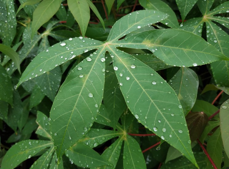 Manioc-peanut association: The winning duo! 🍠🤝🥜Cultivating them simultaneously ensures better growth and development conditions and increases the income from the same plot of land. 👍
⬇️
3perf.fr/r/3Eb

#urbaneproject #agroecology #eucofunded #growth #transformation