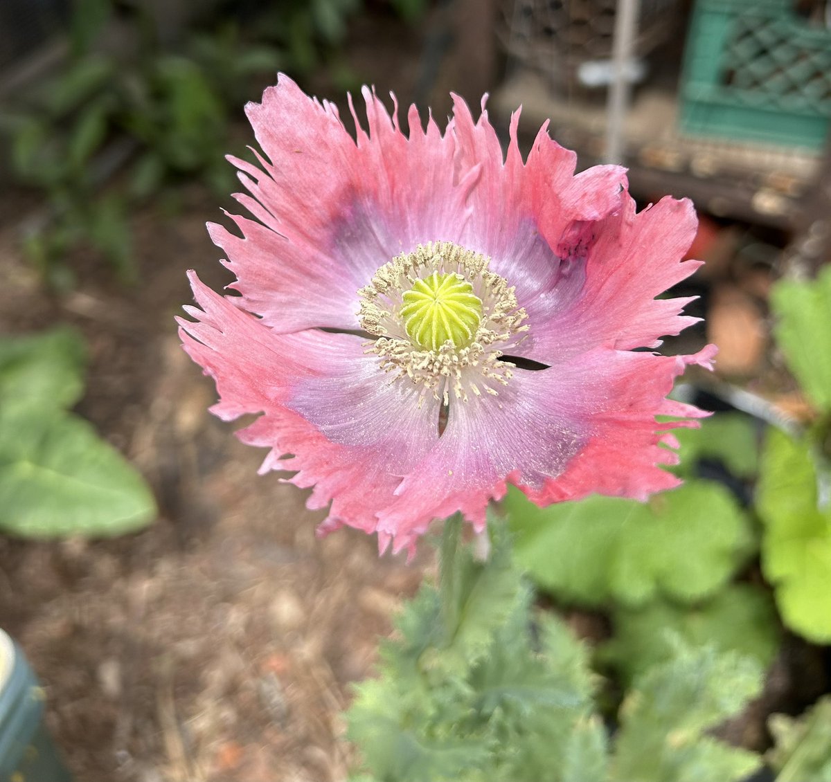 It’s #PoppyThursday in my garden 😆Look at this papery beauty with the fringed edges😍

#Flowers #Gardening #PoppyFlowers #FlowerPhotography #Plants #FlowerGardening