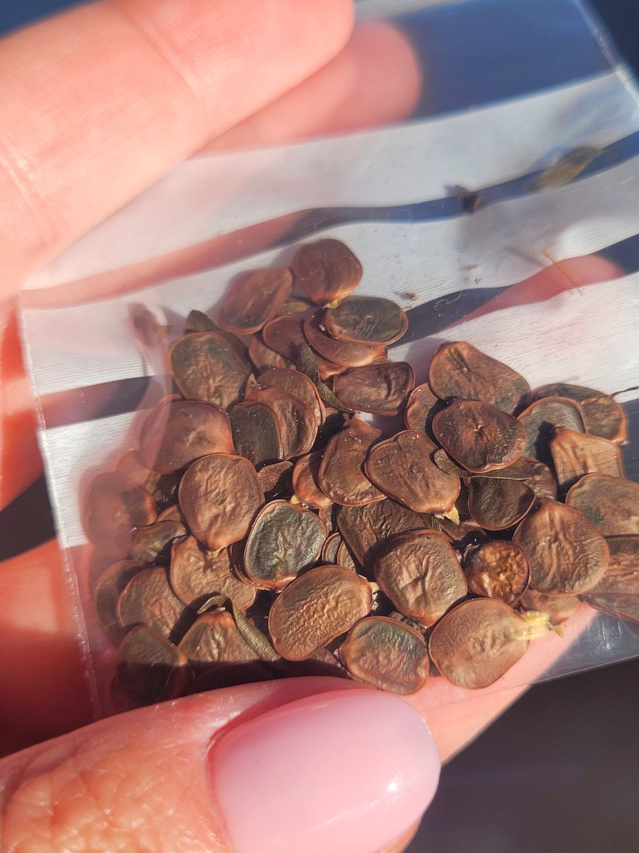 Semillas de Bobinsana desde la Selva Amazónica.🐉
Muy pronto os contaré acerca de esta planta maestra tan especial 🌺🌺🌺
#bobinsana #shipibo #amazonas
#chamanismo #mujermedicina
#curacion