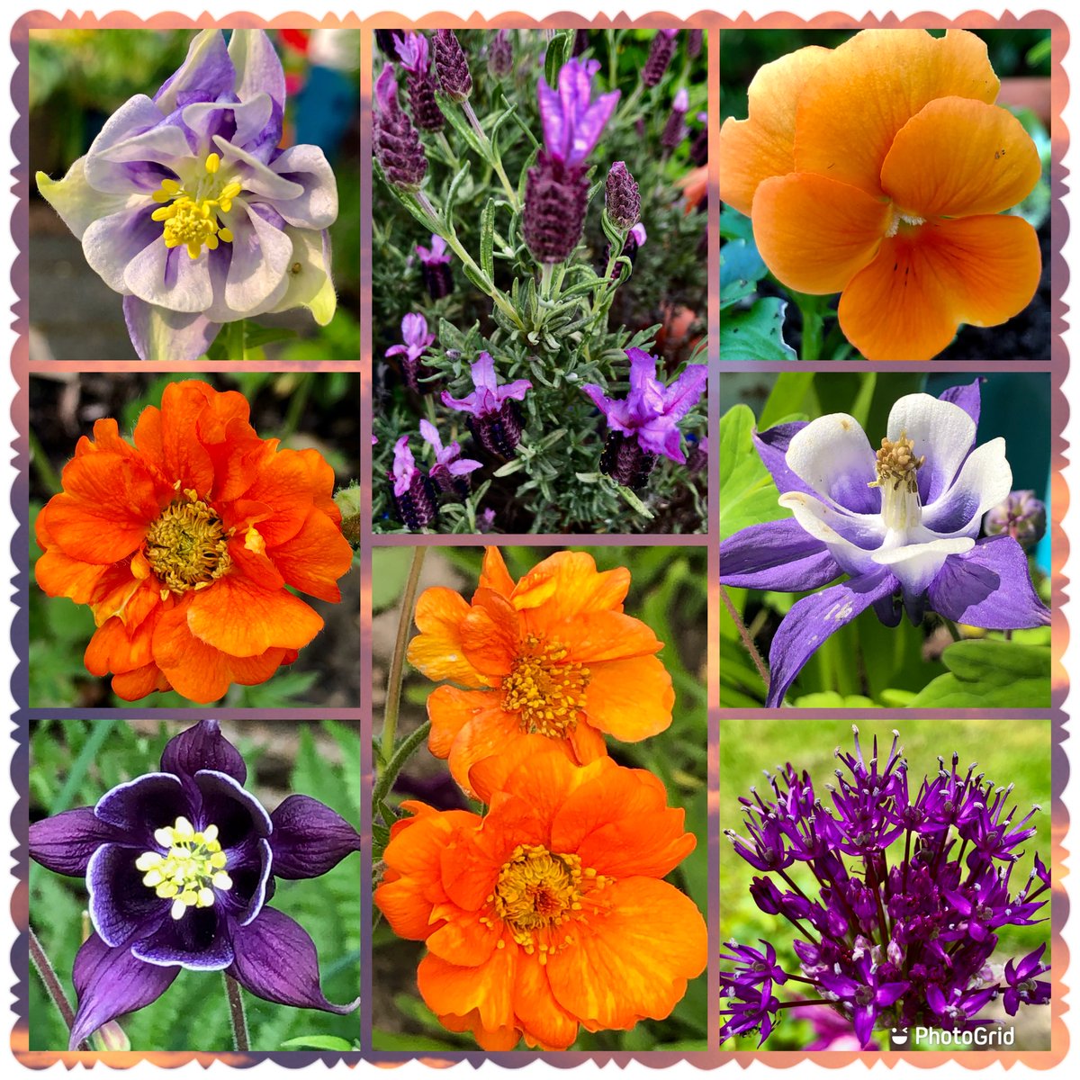 Just love orange & purple 💜🧡looking good in the garden #thursdayvibes #Orange #Purple #Flowers #MyGarden #Gardening