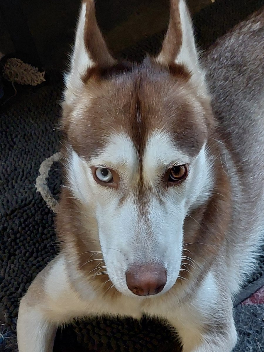 Good morning to u . Have a blessed and postcode day to u all. This is my gorgeous 😍 sibering husky she lifts my day up, my little ginger biscuit
