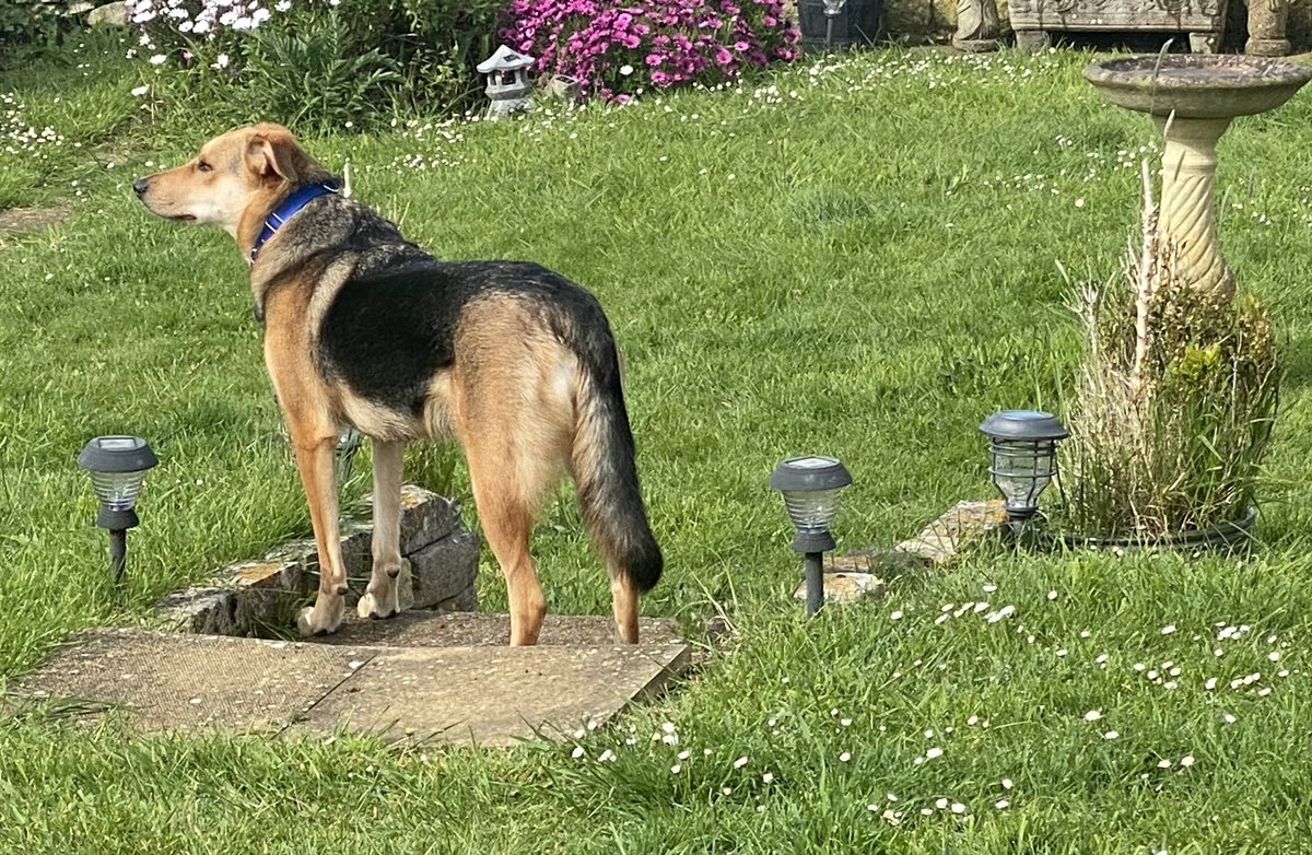 And it’s good morning from Ruby! What adventures are in store today? 🐶😍 #RubyFromRomania #RescueDogs❤️