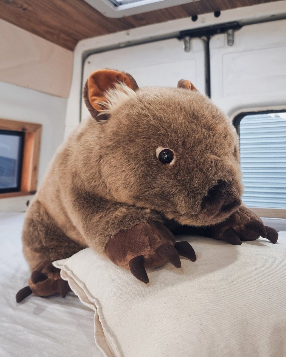 ウォンバット　ぬいぐるみ　特大 どうしてもウォンバットを抱っこしたいという方には等身大ウォンバット